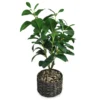 Magnolia Plant, (20โ) 8 Magnolia Plant, (20โ) -Big Lots Shop 810498399