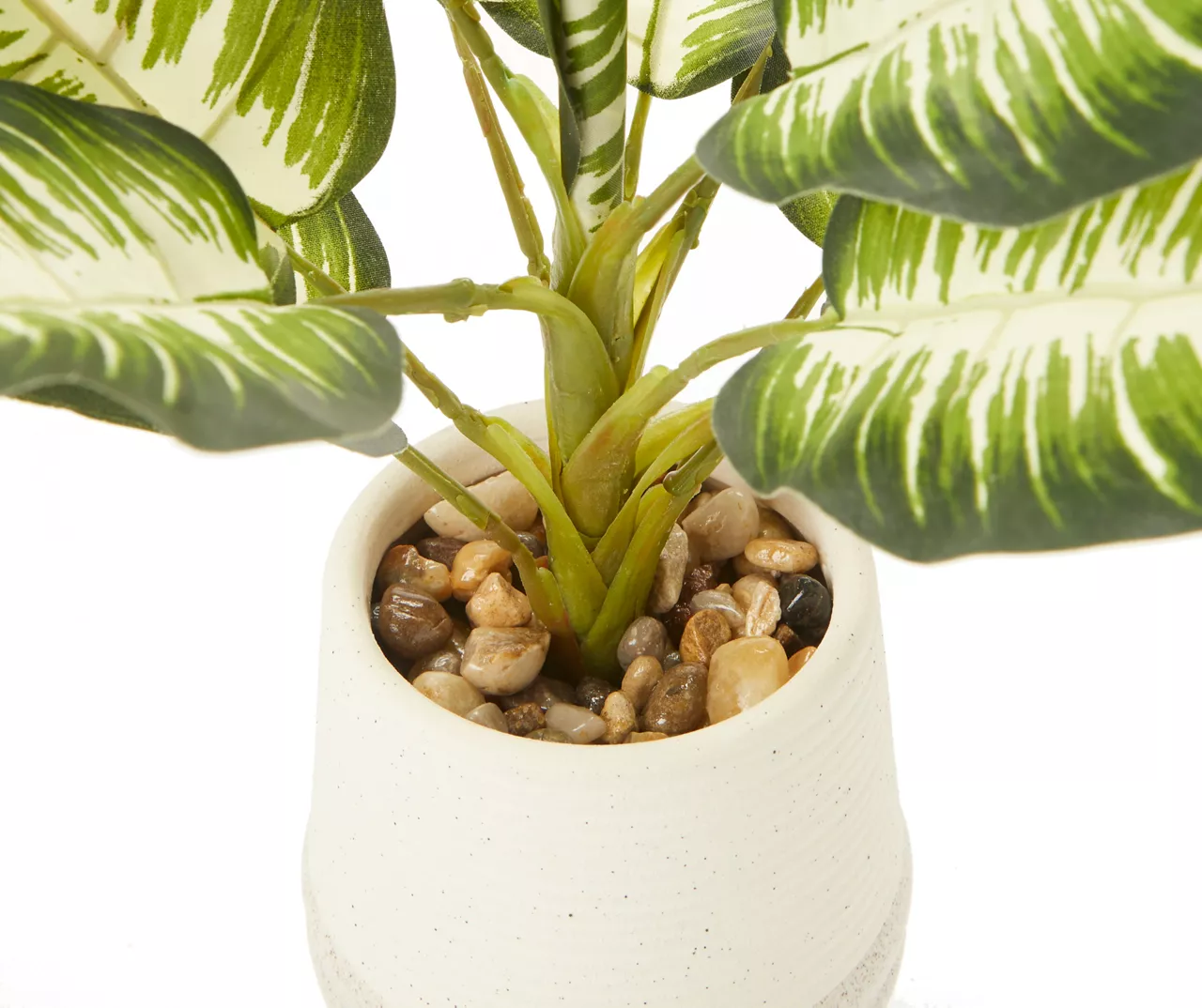 Zebra Plant In Ceramic Pot 2 Zebra Plant In Ceramic Pot - Image 2