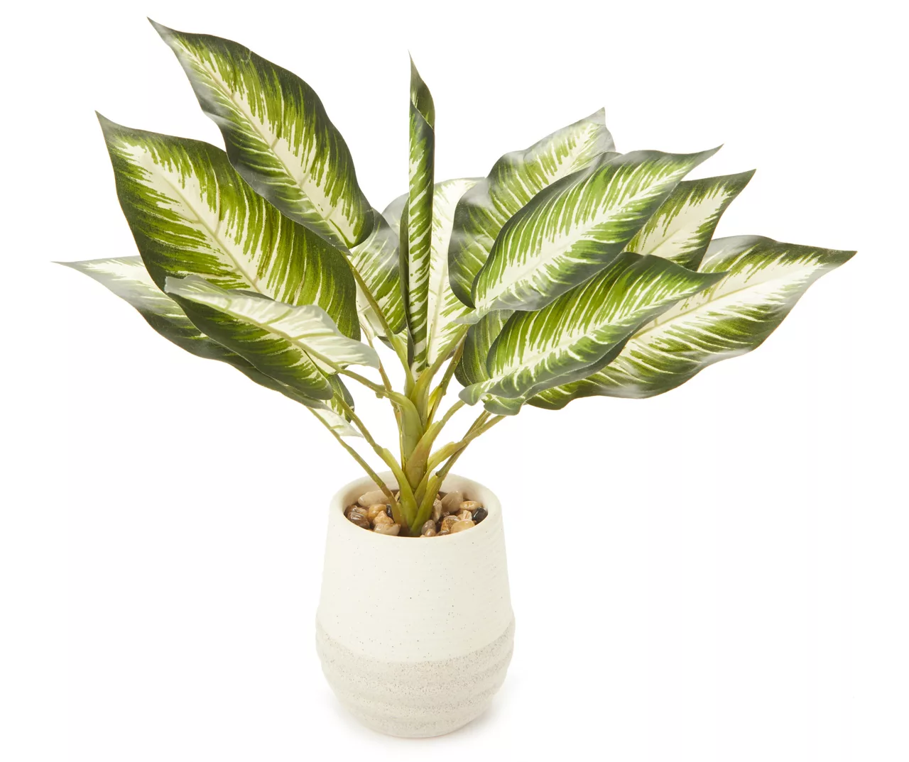 Zebra Plant In Ceramic Pot 1 Zebra Plant In Ceramic Pot