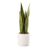 Wild Sedona Artificial Snake Plant With White Ceramic Pot -Big Lots Shop 810604547 A0
